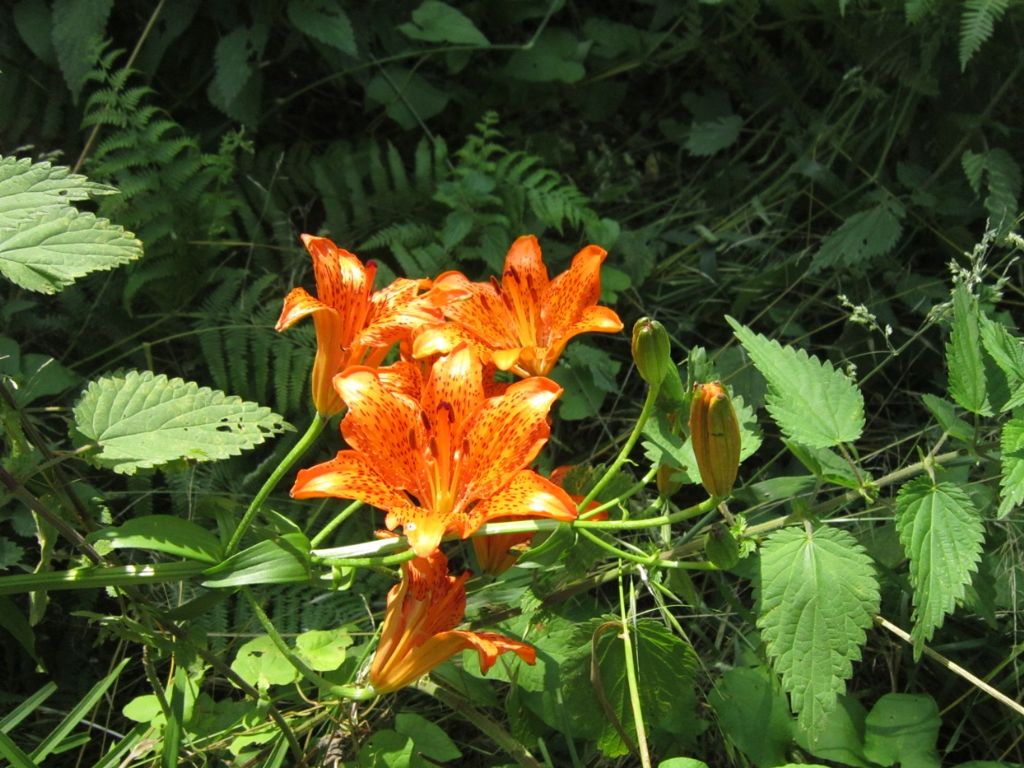 Lilium bulbiferum subsp croceum